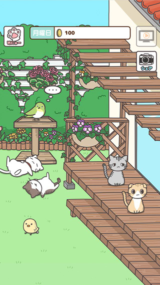猫咪饲养日常截图3